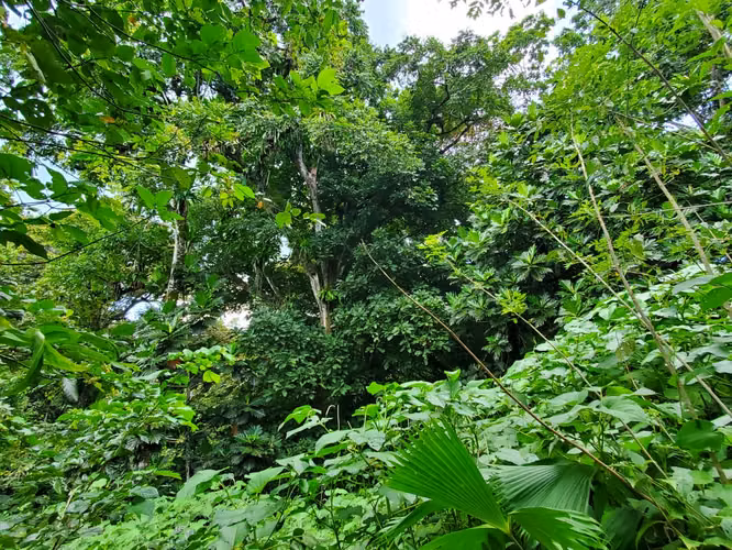 VENTA TERRENO EN BOCAS DEL TORO