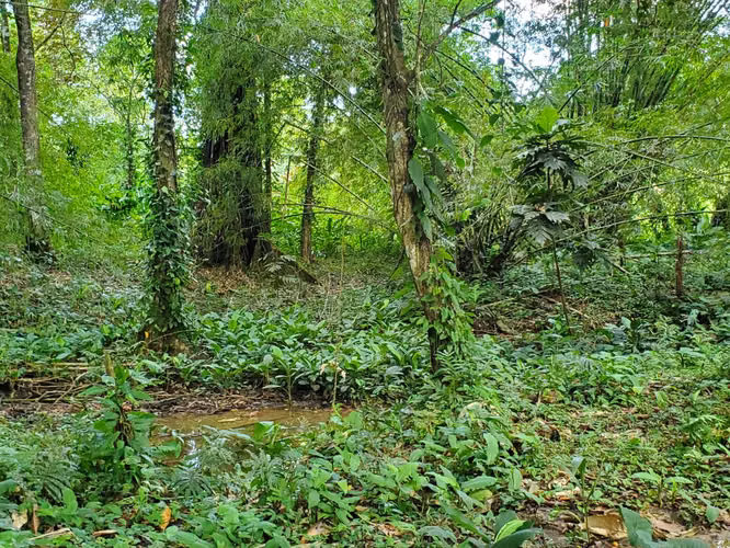 VENTA TERRENO EN BOCAS DEL TORO