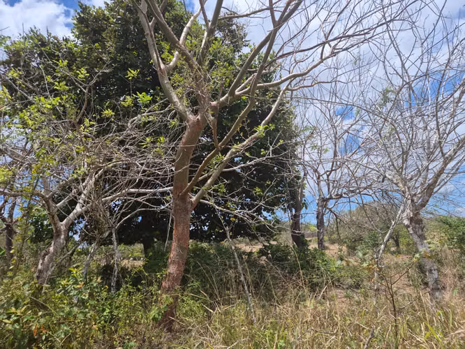 VENDO Terreno $1.15/m2, 17.9 Hectáreas x urbanizar o uso Agropecuario..