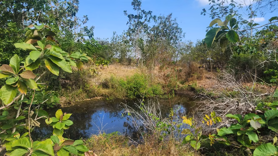 Venta de Terreno en Las Tablas Pocrí/Parritilla  15.5 Hectáreas