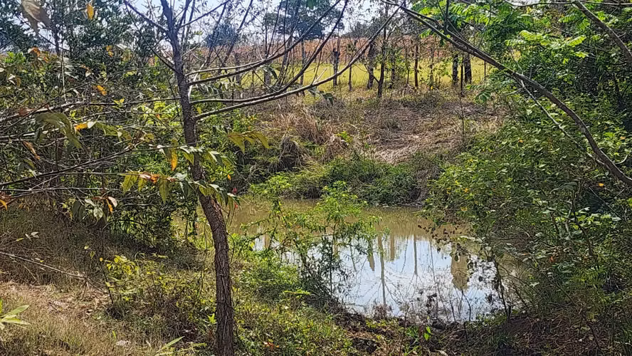 Venta de Terreno en Las Tablas Pocrí/Parritilla  15.5 Hectáreas - Imagen 4