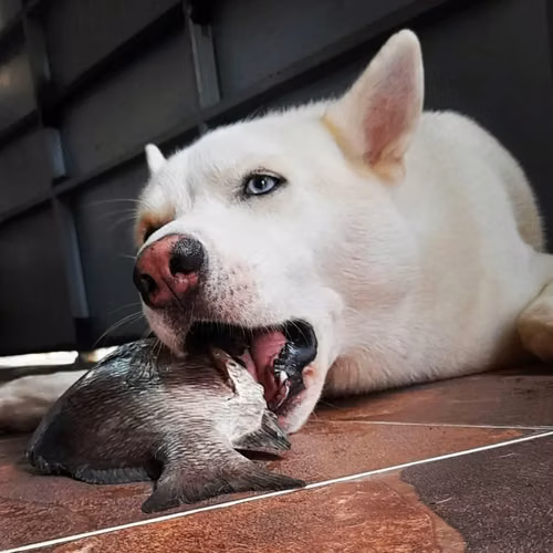 HUSKY SIBERIANO MACHO / BUSCA NOVIA