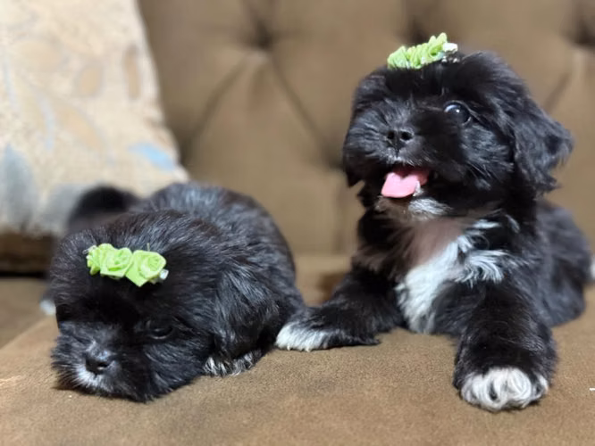 Hembras maltipoo disponibles con su tarjeta de vacuna - Imagen 2