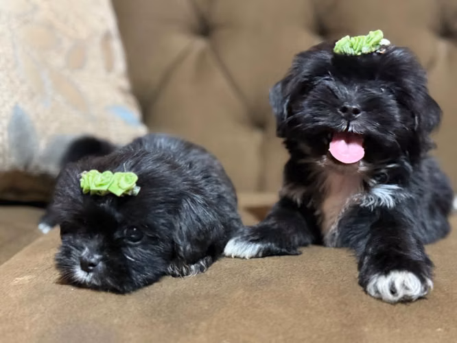 Hembras maltipoo disponibles con su tarjeta de vacuna - Imagen 4
