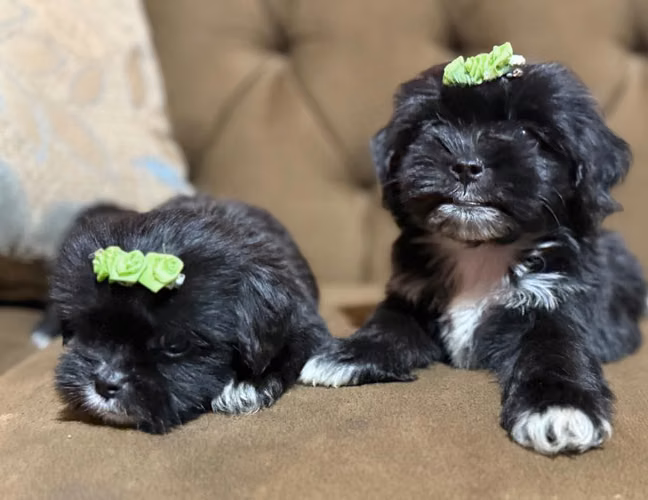 Hembras maltipoo disponibles con su tarjeta de vacuna - Imagen 3
