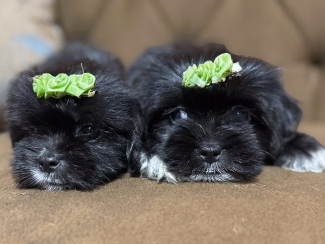 Hembras maltipoo disponibles con su tarjeta de vacuna - Imagen 6