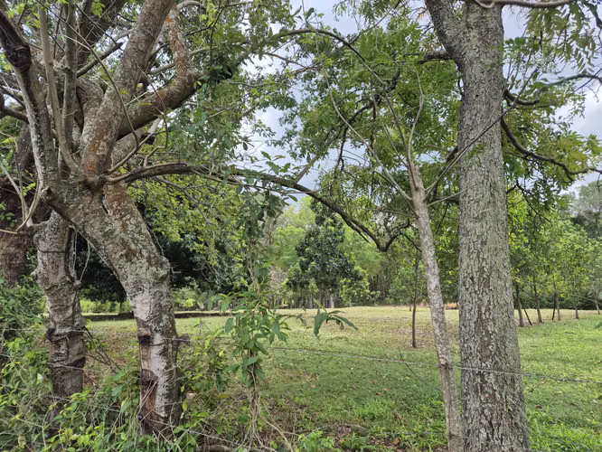 SE VENDE FINCA con alto potencial  EN BEJUCO.   CHAME - Imagen 6