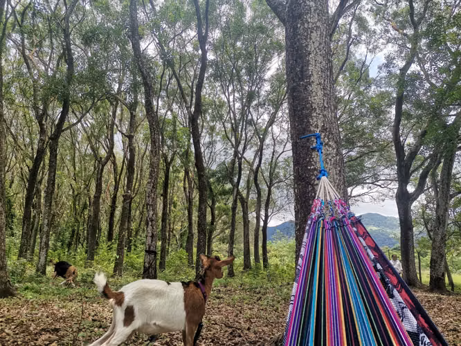 SE VENDE FINCA con alto potencial  EN BEJUCO.   CHAME - Imagen 16