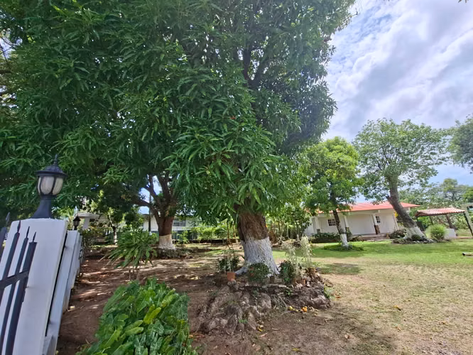 VENDO ANTÓN Dos casas y Terreno con hermosos árboles + 1,000 m2