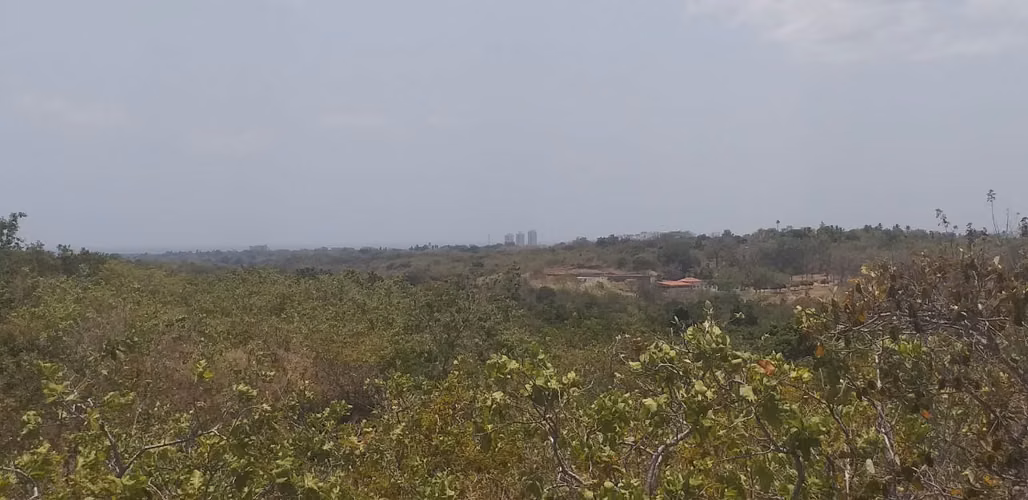 SE VENDE 50 HECTÁREAS DE TERRENO VIRGEN EN SAN CARLOS