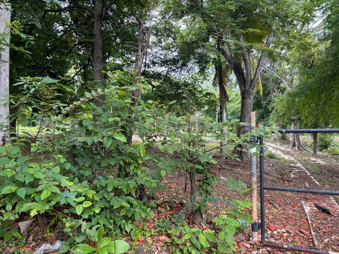 Vendo Terreno en Gorgona OF 26-8527