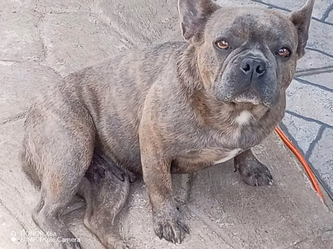 Vendo hermosos cachorros, pitbull vs Bulldog - Imagen 5
