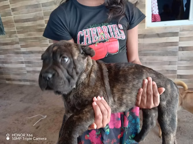 Vendo hermosos cachorros, pitbull vs Bulldog - Imagen 4