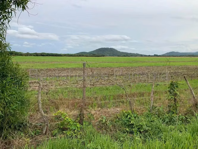 Venta de Terreno en Penonome Finca Agroganadera ANL
