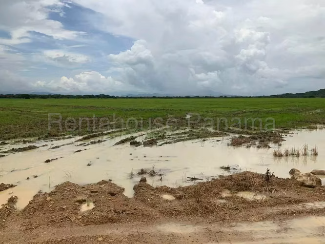 Land for sale in Penonome Finca Agroganadera ANL