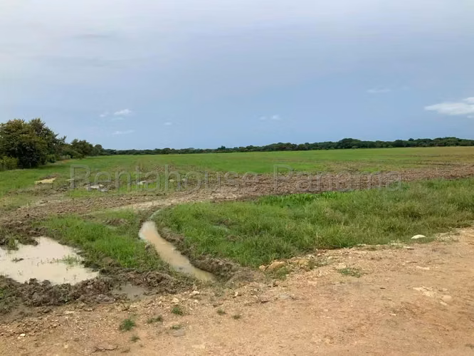 Venta de Terreno en Penonome Finca Agroganadera ANL