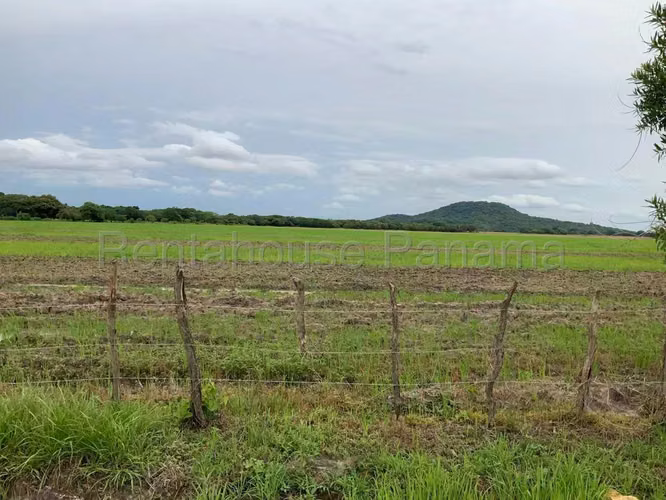 Venta de Terreno en Penonome Finca Agroganadera ANL
