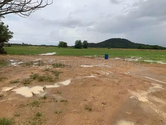 Venta de Terreno en Penonome Finca Agroganadera ANL