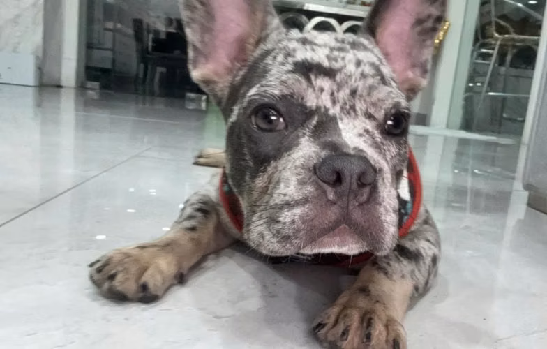 Bulldog Francés Macho Merle