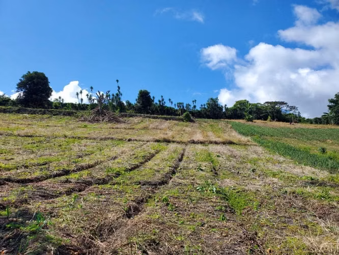 Se vende 10 hectáreas. Boquete los Naranjos  16.00 mt2 - Imagen 5