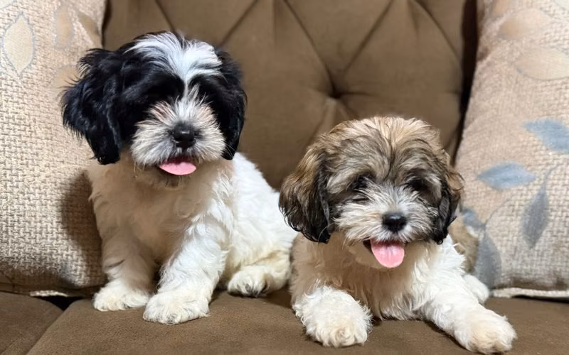 Hermosos Shih Tzu machos con su tarjeta de vacuna