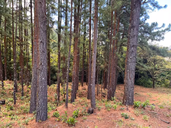 Lote en Venta en Valle de la Toscana, Altos del María