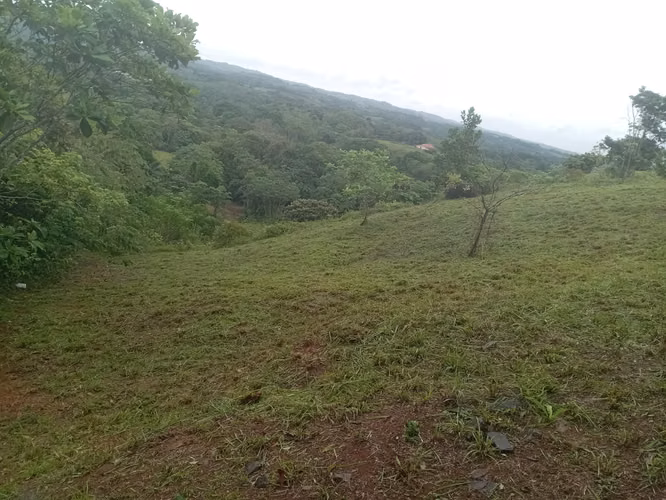 OFERTA-LA CHORRERA- POTRERO GRANDE, SE VENDE PROPIEDAD TITULADA, 10000 METROS - Imagen 5