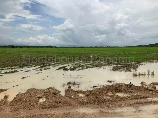 Land Sale in Colón