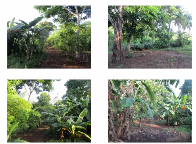 Vendo Finca en Nuevo Emperador Rio Congo - Imagen 18