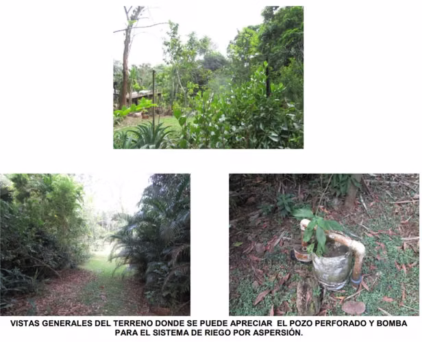 Vendo Lote con Vivero en El Arado La Chorrera - Imagen 19