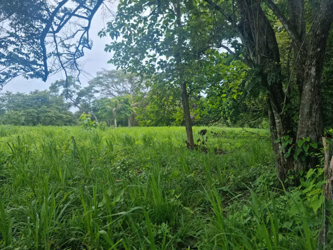 Venta Terreno 8 Hectareas Bejuco Chame
