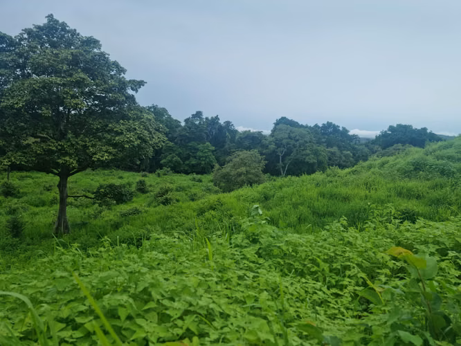Venta Terreno 8 Hectareas Bejuco Chame
