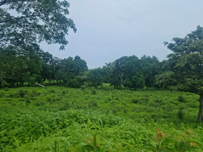 Venta Terreno 8 Hectareas Bejuco Chame