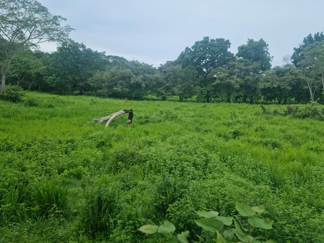 Venta Terreno 8 Hectareas Bejuco Chame