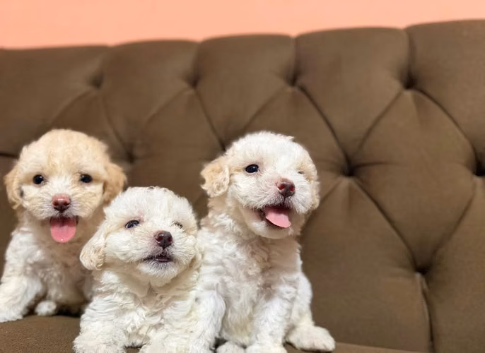 Bellos French poodle mini toy machos - Imagen 3