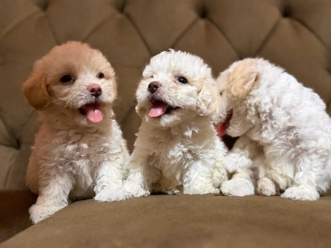 Bellos French poodle mini toy machos - Imagen 6