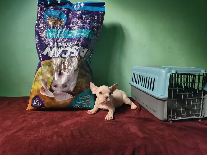 Oferta: Último Bulldog Francés, variante Platinum Lilac.