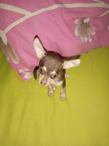 Chihuahua - Imagen 5