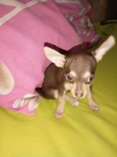 Chihuahua - Imagen 4