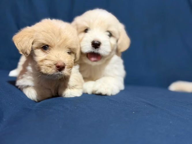 Negociable bellos maltes poodle con su tarjeta de vacuna - Imagen 2