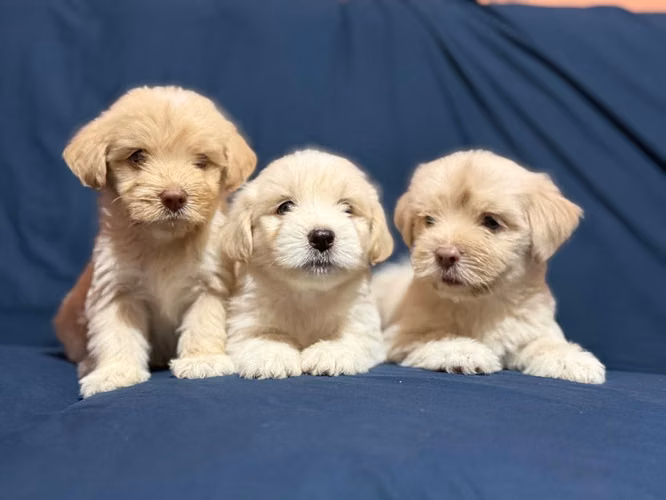Negociable bellos maltes poodle con su tarjeta de vacuna - Imagen 4