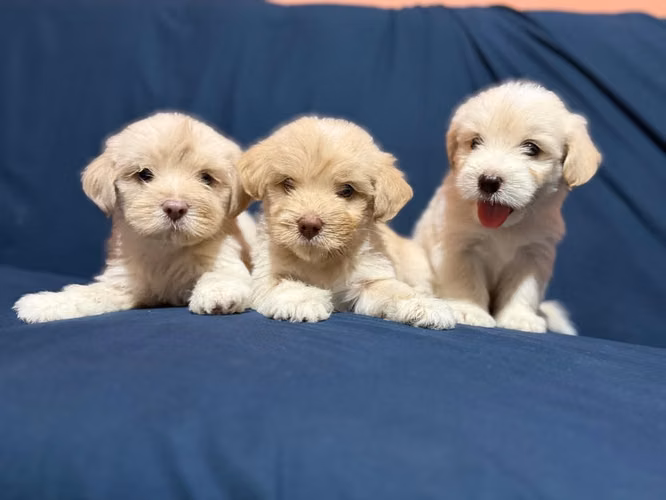 Negociable bellos maltes poodle con su tarjeta de vacuna - Imagen 6