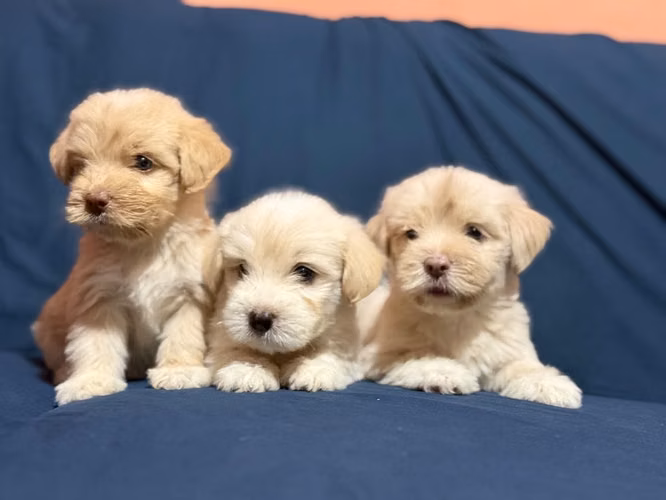 Negociable bellos maltes poodle con su tarjeta de vacuna - Imagen 5