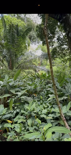 Venta de  terreno en Boquete, Chiriquí - Imagen 10