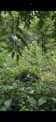 Venta de  terreno en Boquete, Chiriquí - Imagen 8