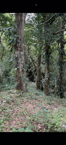 Venta de  terreno en Boquete, Chiriquí - Imagen 9