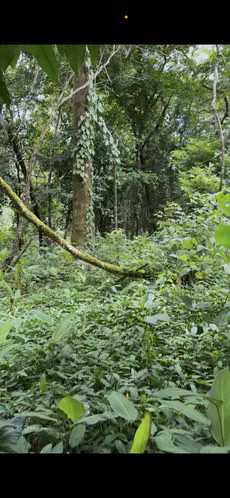 Venta de  terreno en Boquete, Chiriquí - Imagen 12