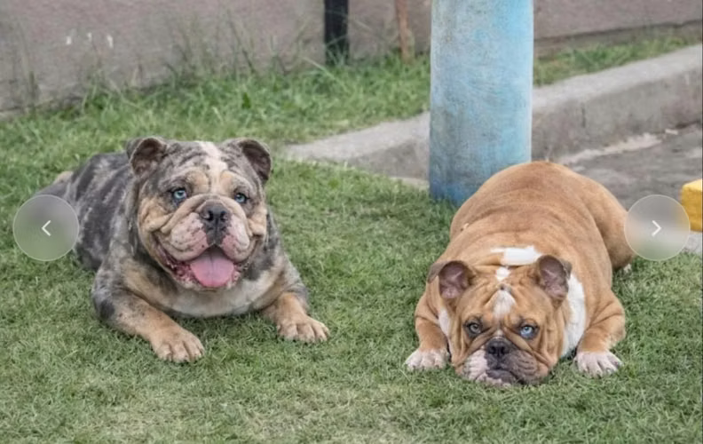 Buldog ingles - Imagen 3