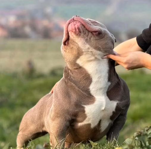 American Bully - Imagen 12