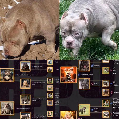 American Bully - Imagen 10